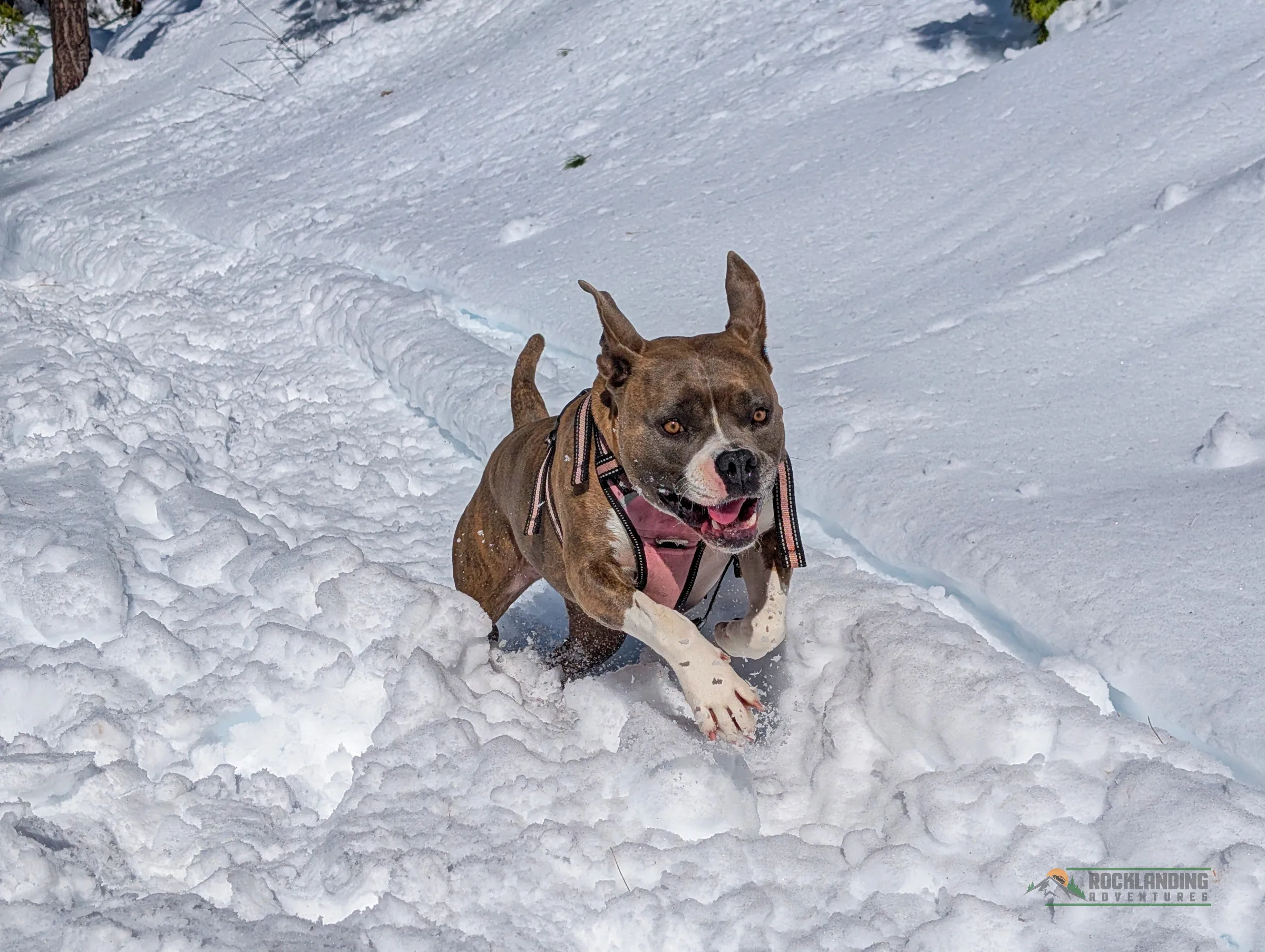 Nina playing in the snow