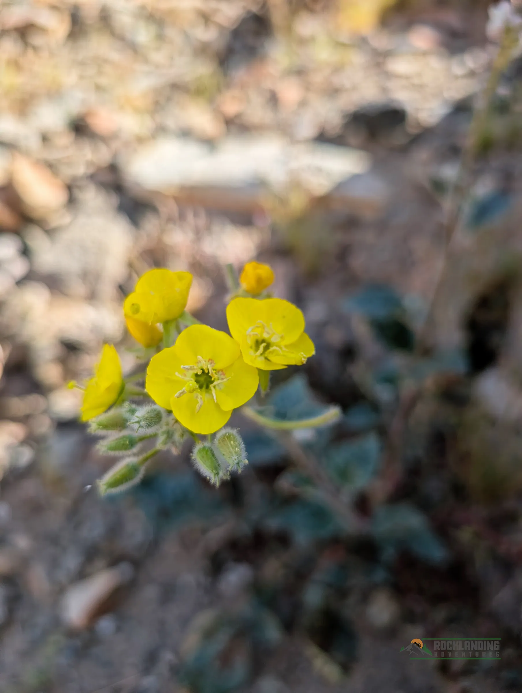 A beautiful yellow flower in the desert, trying to survive in this harsh environment.