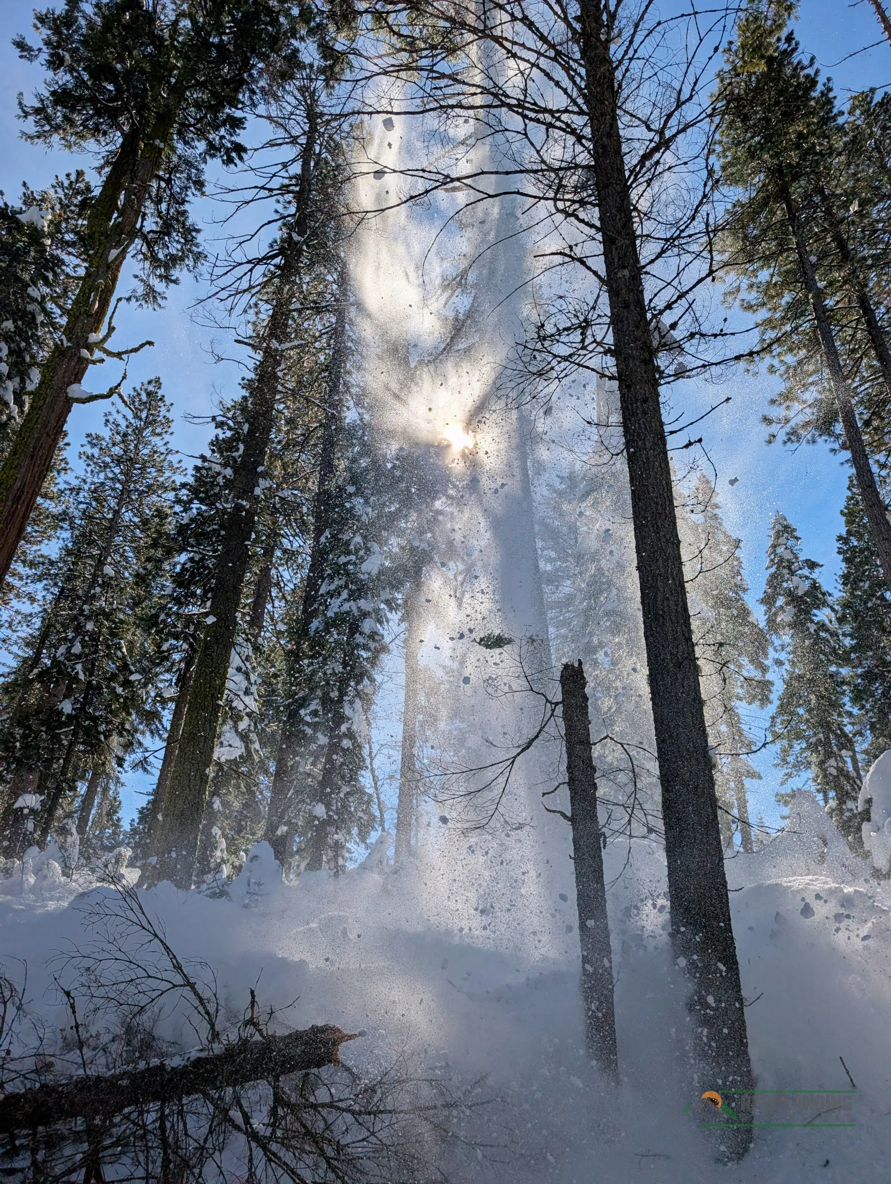 Trees covered in snow